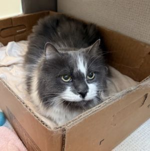Spring, Senior Female Domestic Long Hair