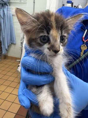 Clover, Baby Female Domestic Short Hair