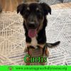 Curtis photo 1