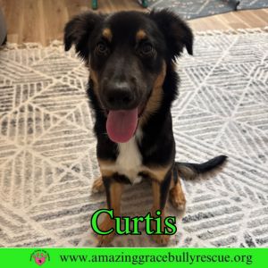 Curtis, Adult Male Labrador Retriever