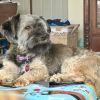 Mr. Bojangles photo 2