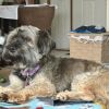 Mr. Bojangles photo 3