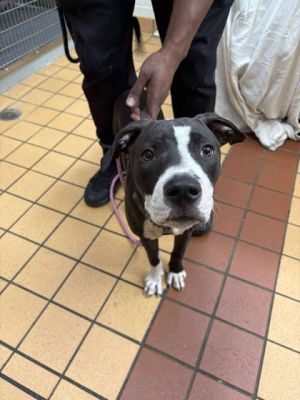 Baby Collin, Baby Male Mixed Breed