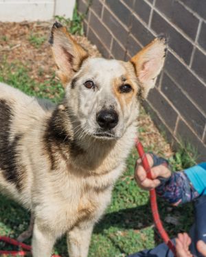 Nelani, Adult Female Mixed Breed