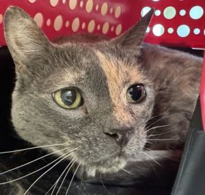 Pippa, Senior Female Domestic Short Hair