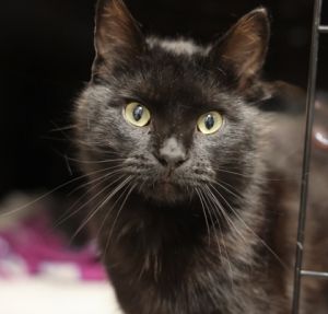 Midnight, Young Male unknown
