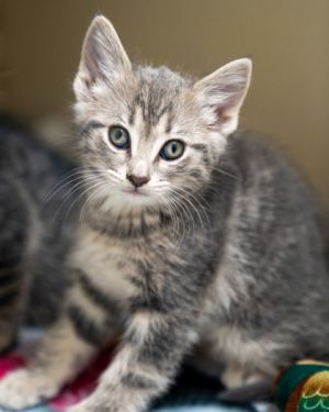 Emmeline, Baby Female Domestic Short Hair