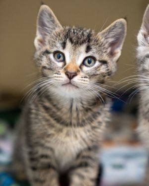 Ender, Baby Male Domestic Short Hair