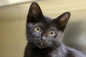Scant, Adult Male Domestic Short Hair