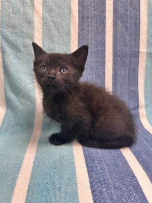Jack, Baby Male Domestic Short Hair
