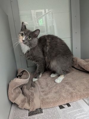Pandora, Adult Female Domestic Short Hair