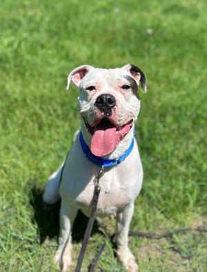 Toby, Young Male American Bulldog