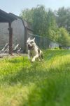 Toby photo 3