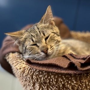 Bodhi, Baby Male Domestic Short Hair