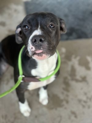 This cuddle bug is Susie Q She is a mild mannered pup who loves to make new friends She thinks
