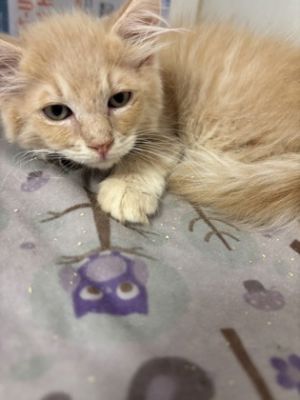 58692641, Baby Female Domestic Short Hair