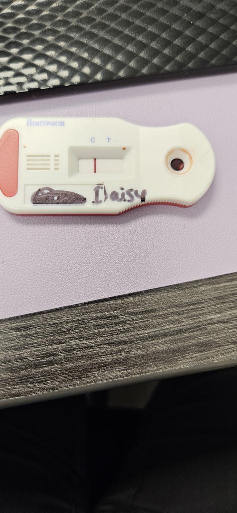 Daisy
