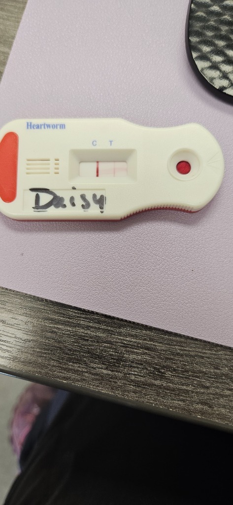 Daisy