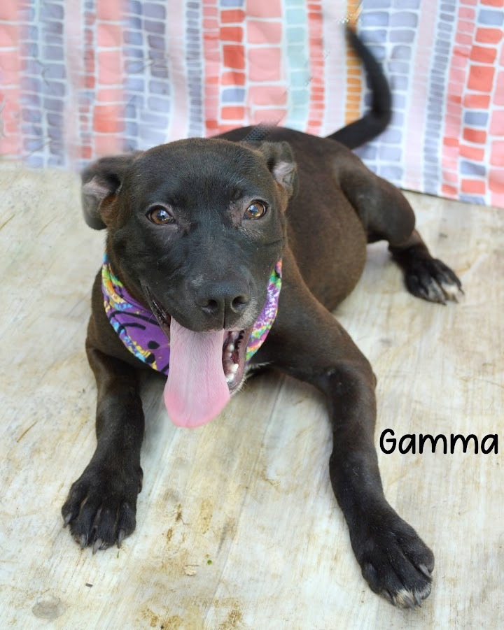 Gamma
