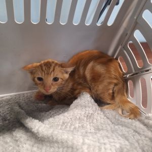 Mac-a-cheese, Baby Male Domestic Short Hair