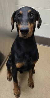 Sam, Adult Male Doberman Pinscher