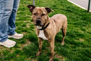 Fern fka Remy, Adult Female Mixed Breed