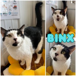 Binx - Front Declawed, Young Male unknown