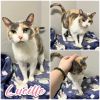 Lucille photo 1
