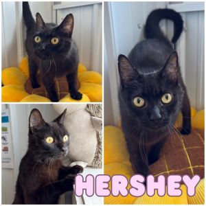 Hershey, Young Female unknown