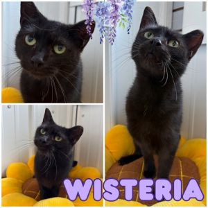Wisteria, Adult Female unknown
