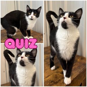 Quiz, Young Female Domestic Short Hair