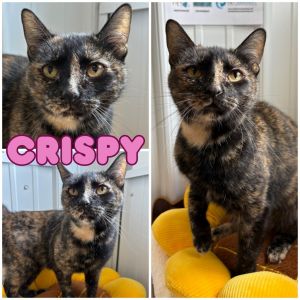 Crispy, Young Female unknown