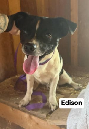 Edison, Adult Male unknown