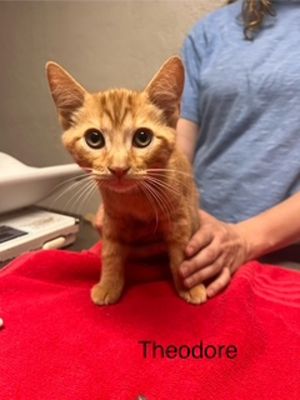 Theodore Domestic Short Hair Cat