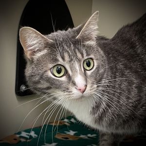 Boots, Adult Male Domestic Medium Hair