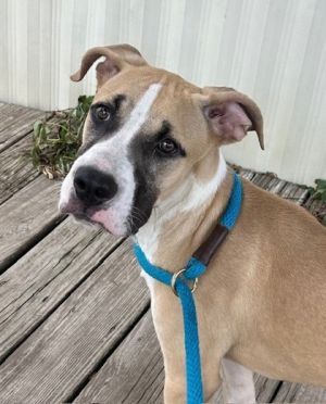 Romero, Adult Male Great Dane