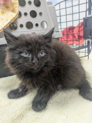Meet Roosevelt - bold curious and ready to take on the world or at least your living room This 