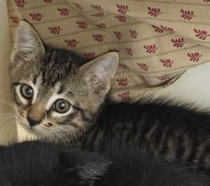 This sweet and spunky kitten is always buzzing with playful energy and curious cuddles Whether she