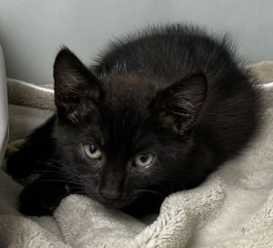 Meet Truman - a bold little kitten with a big heart and a curious spirit Always ready to explore p