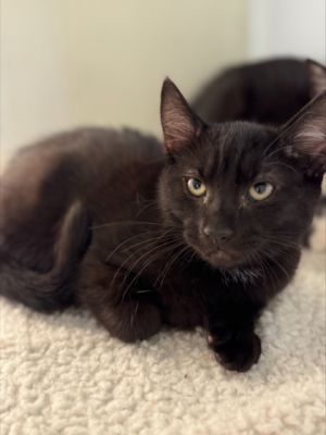Meet Truman - a bold little kitten with a big heart and a curious spirit Always ready to explore p