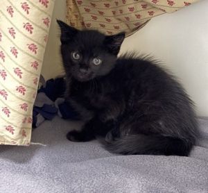 This little lady lights up every room she enters with her playful zoomies gentle purrs and curious