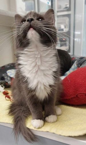 Easter, Young Female Domestic Medium Hair