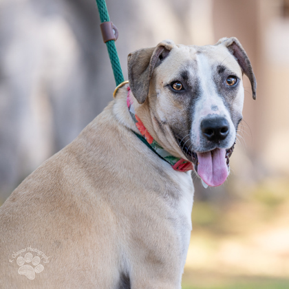 Missy, an adoptable Hound, Mixed Breed in Honolulu, HI, 96826 | Photo Image 1