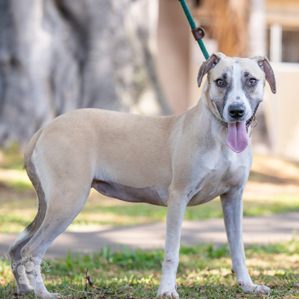 Missy, an adoptable Hound, Mixed Breed in Honolulu, HI, 96826 | Photo Image 2