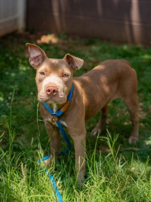 Tate, Young Male Mixed Breed