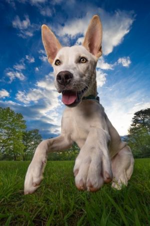 Patrick, Adult Male Mixed Breed