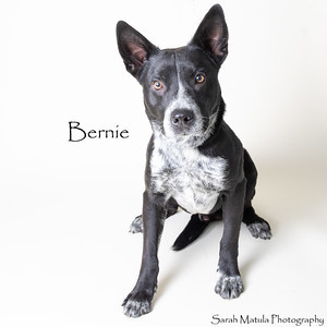 Bernie