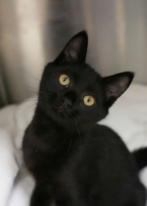 Nightcap is a work-in-progress kitten with a sweet heart buried under a layer of nerves Shes not a