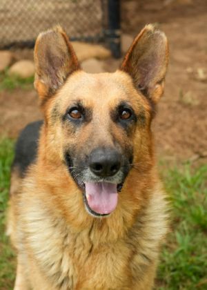 Sergeant 58004 German Shepherd Dog Dog
