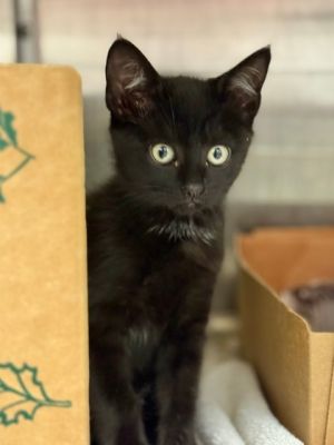 Eeny, Baby Female Domestic Short Hair